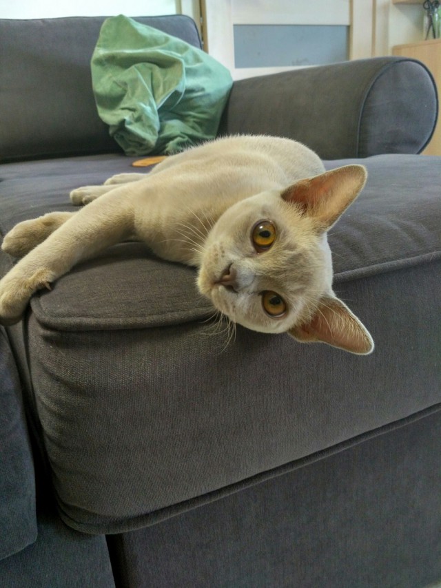 Котовторник 30.05.2017
