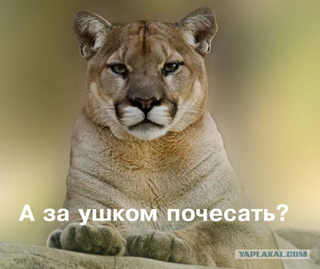 Американка увидела в кровати рядом с собой пуму и решила, что это сон