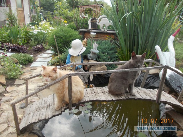 Котовторник 18.07.2017