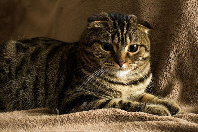 Коты и Кошки