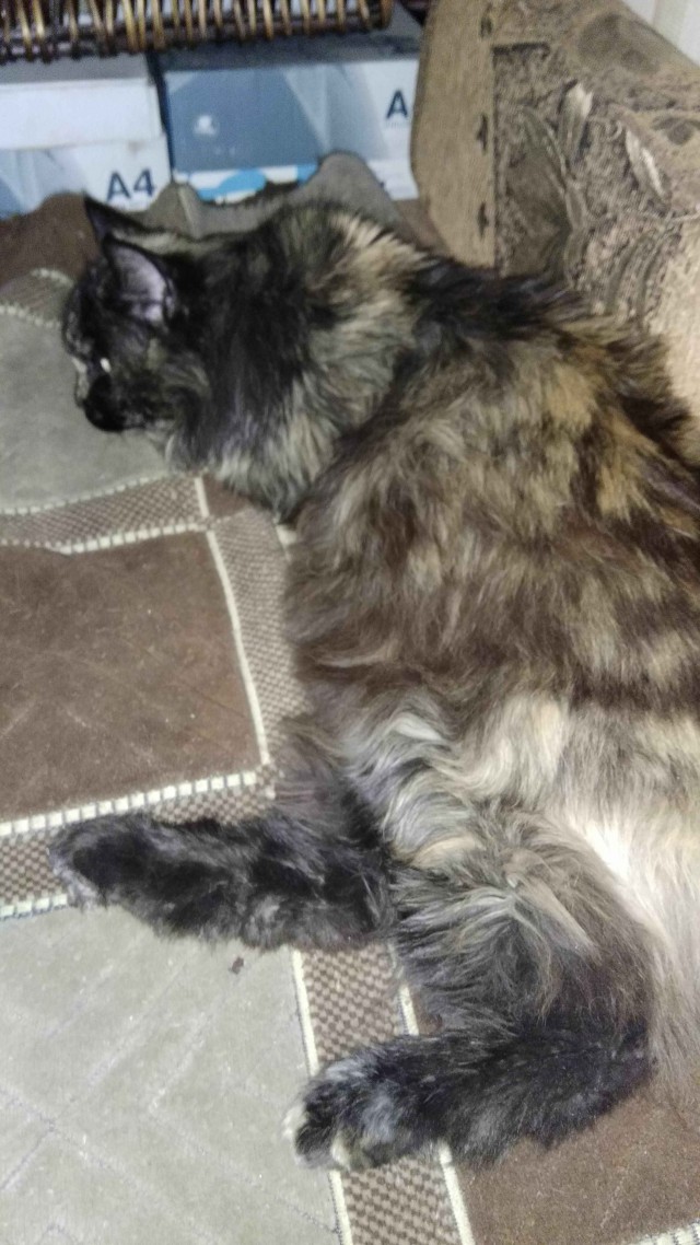 Котовторник 20.03.2018