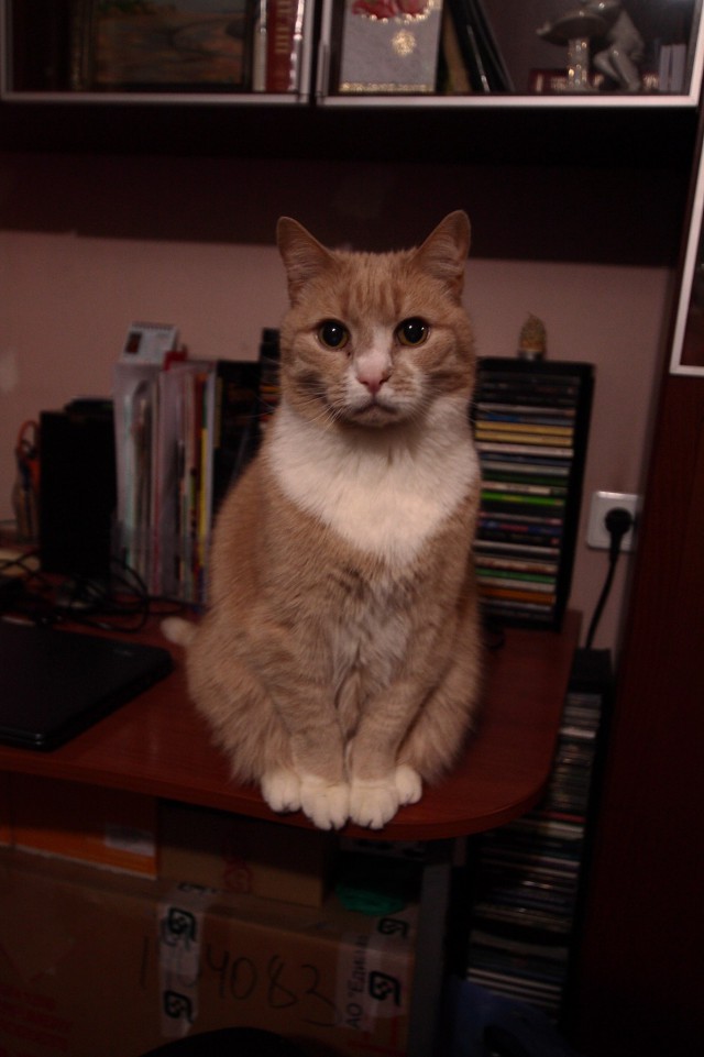 Котовторник 27.03.2018