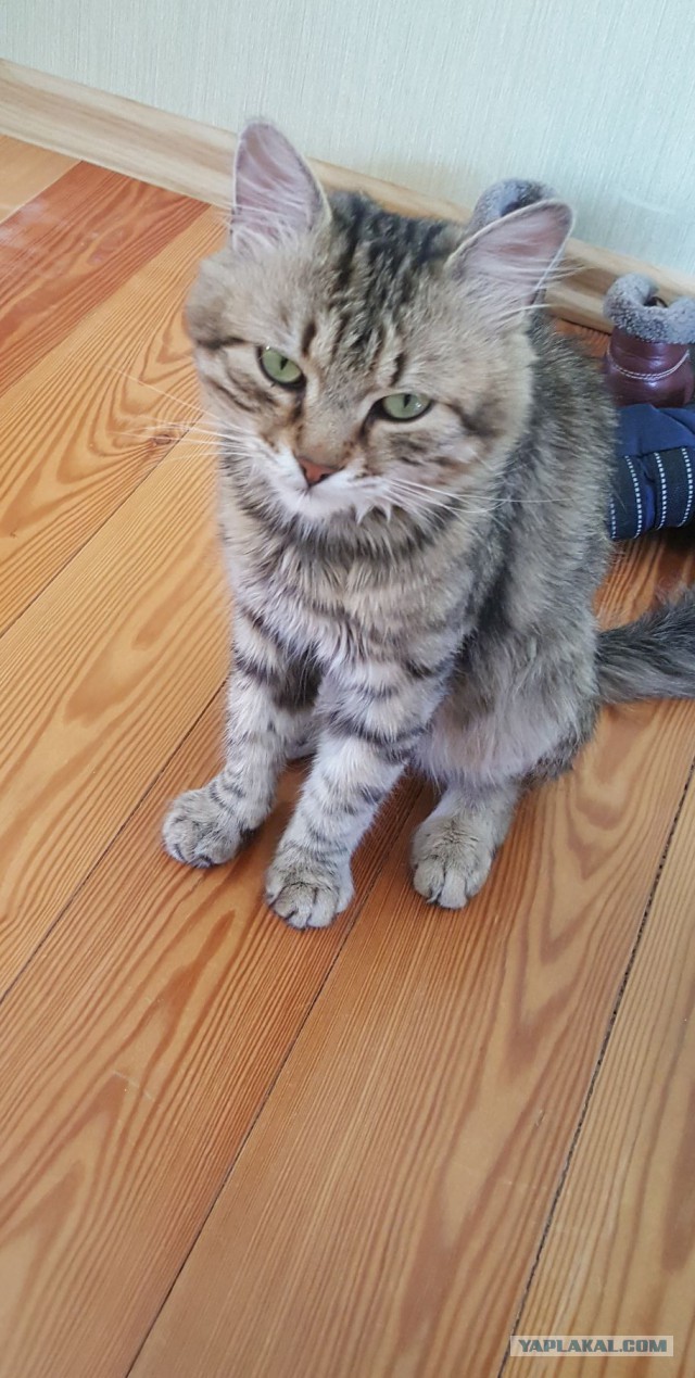 Котовторник 24.04.2018