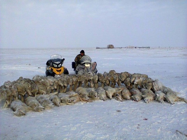 Отстрел койотов с теплоприцелом