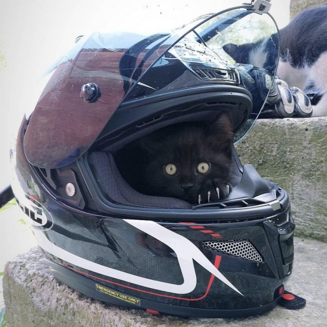 Прикольных котов пост
