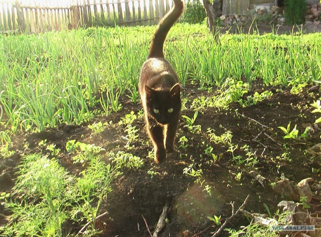Котовторник на ЯПлакалъ