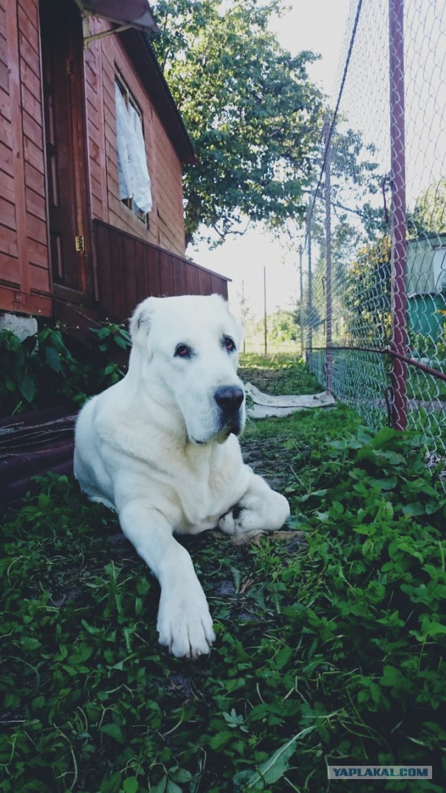 Что может быть прекраснее ахалтекинского коня?