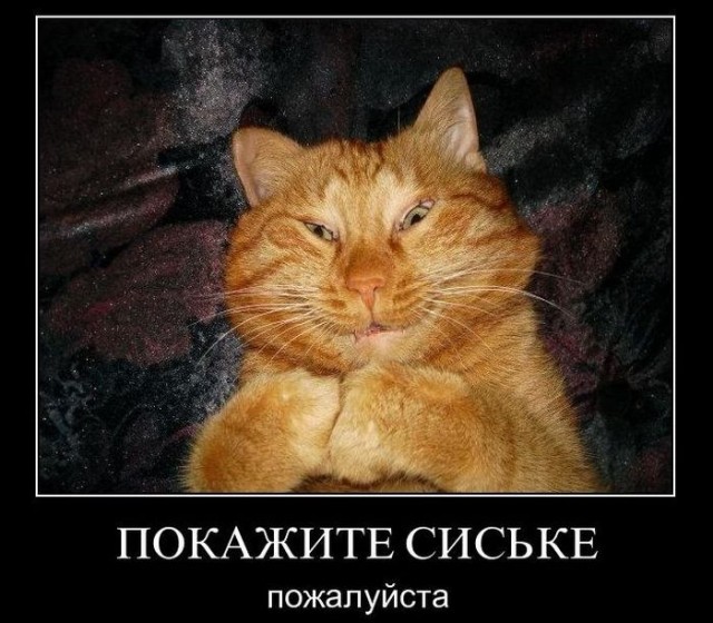 Как же можно про котовторник забыть?!