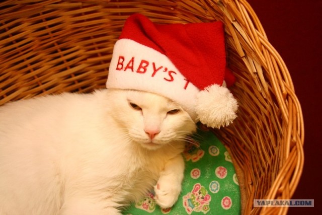 Эпический Котовторник!