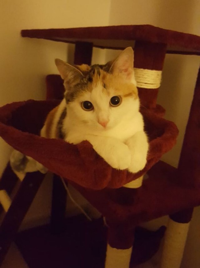 Прикольных котов пост