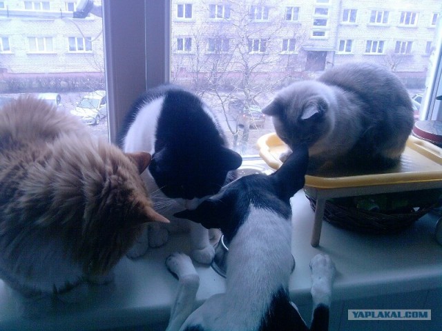 Котовторник с Максом
