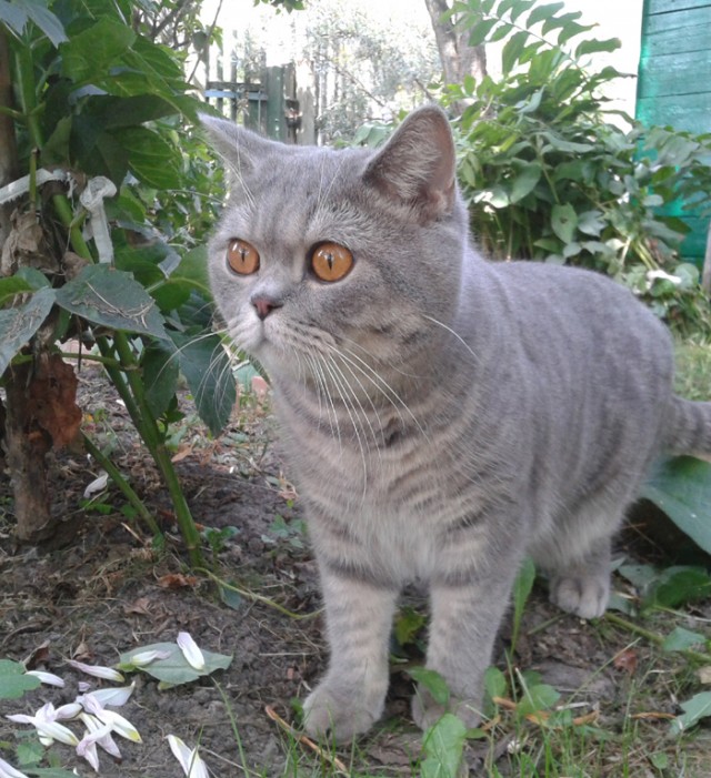 Котовторник 06.12.2011