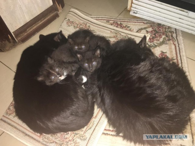 К котовторнику. Почему дома нужен котик