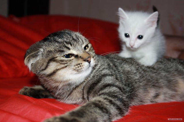 Котовторник 10.04.2012