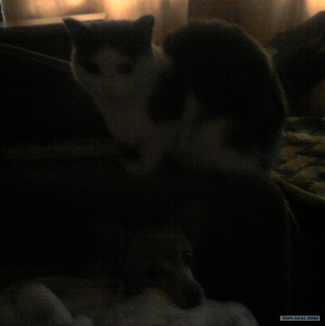 Котовторник 22.05.2012