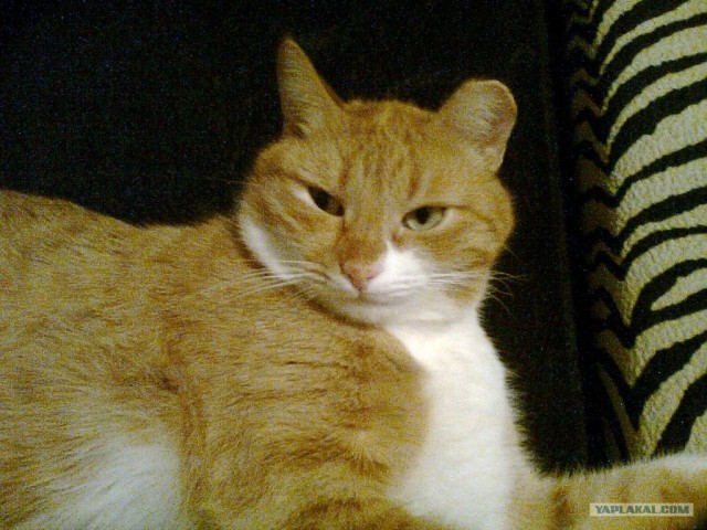Котовторник   5.06.2012