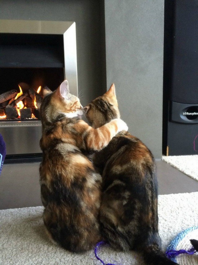 Прикольных котов пост