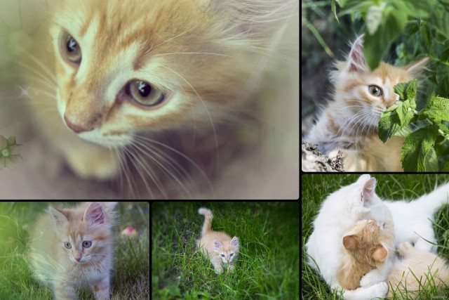 Котовторник 07.08.2012