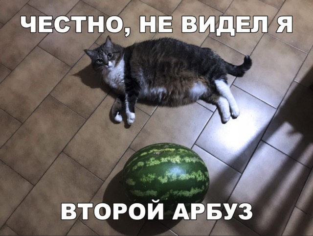 Забавные фото котеек