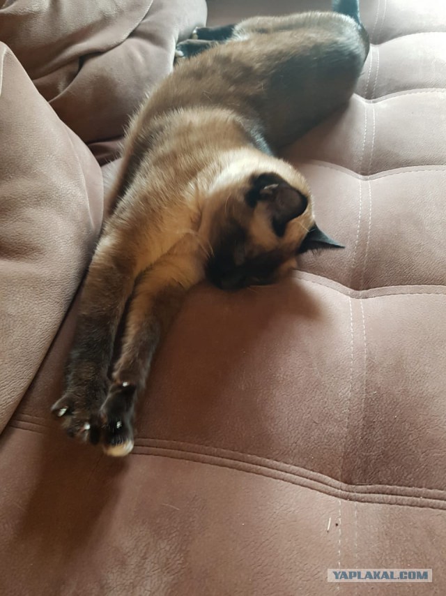Котовторник 18.06.2019