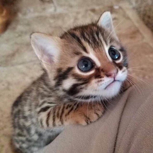 Забавные фото котеек