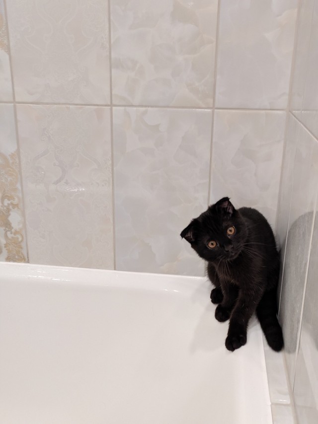 Забавные фото котеек
