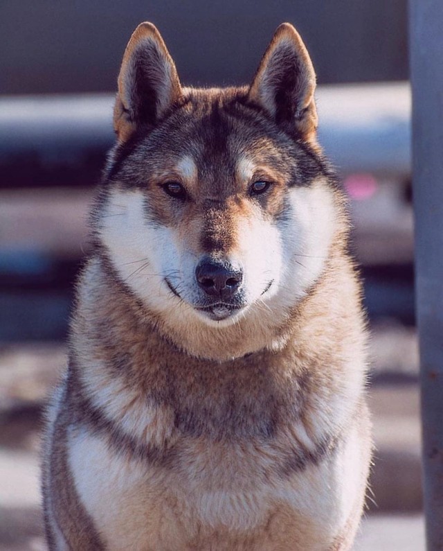 Живность из сети