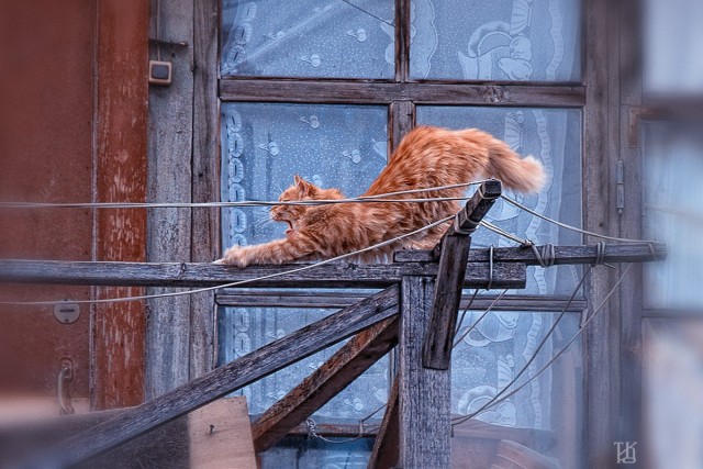 Котофеев пост