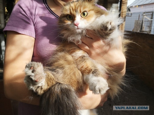 Жизнь домашнего приюта "Котоленд" 253