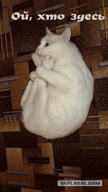 Котэ-креведко