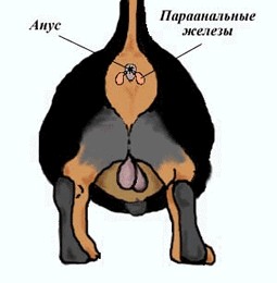 Кот что-то понял