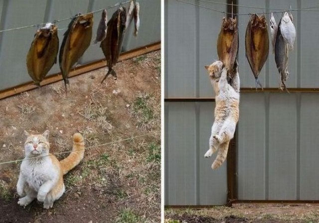 Кошачий погром