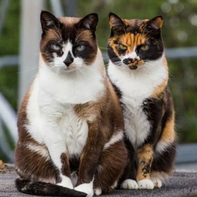 Котаны с забавным окрасом
