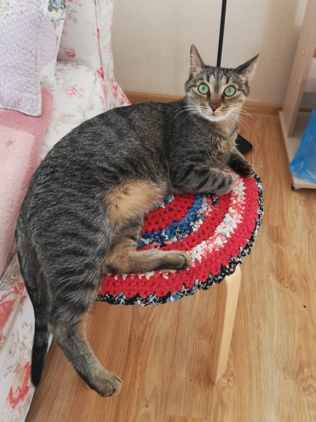 А котовторник уже начался?
