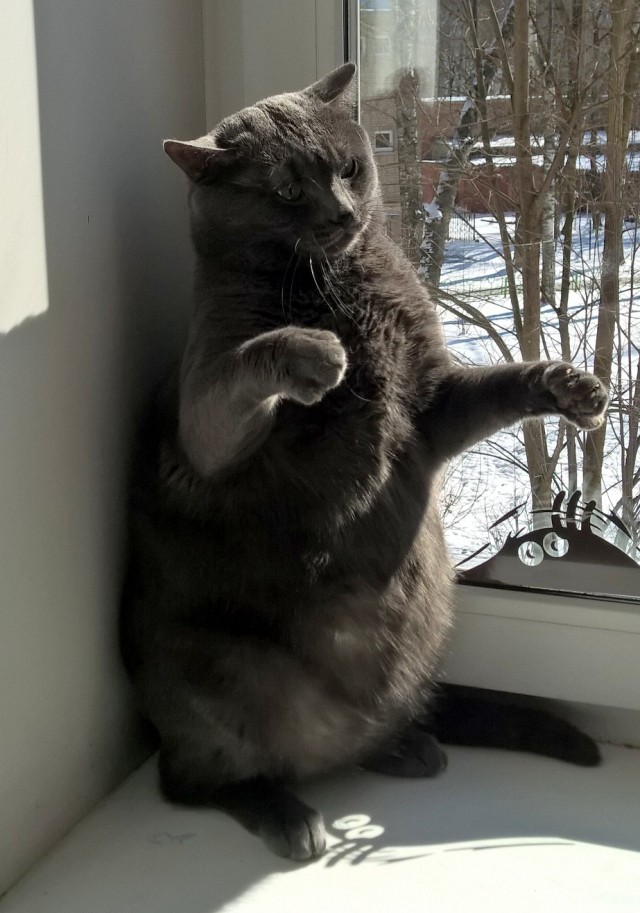 Хоба! Котовторник!