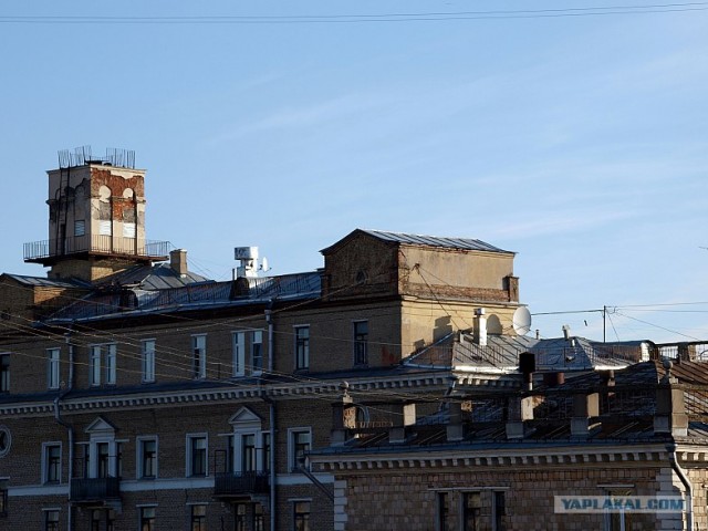 Не просто живет на крыше.