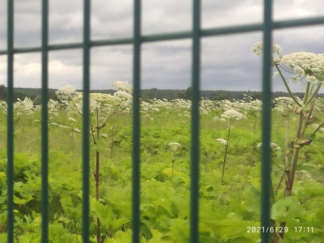 Осторожно: растения-агрессоры! Иноземные захватчики с других континентов