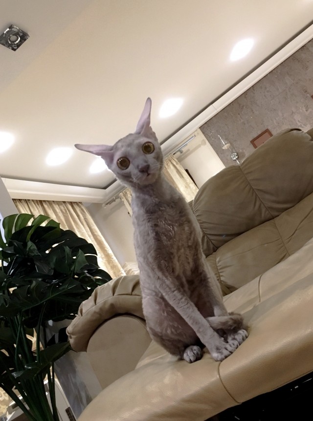 Забавные и милые котейки