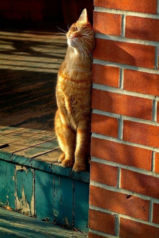А что это мы котовторник не начинаем? Время пришло!