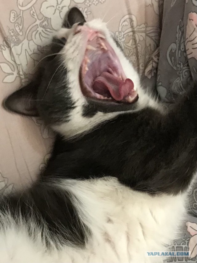 Ну, поехали в котоввторник!