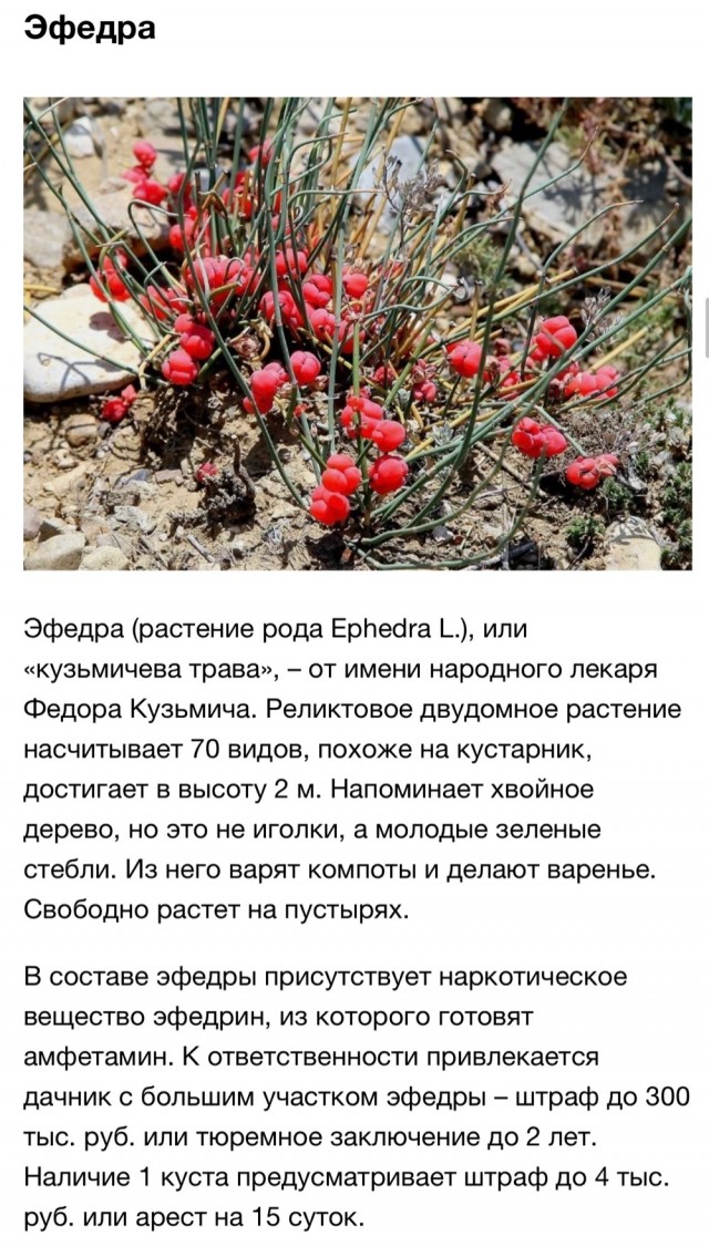 Какие цветы в запрете. Список запрещенных растений. Запрещенные растения выращивать. Перечень растений запрещенных к выращиванию. Запрещенные растения в РФ.