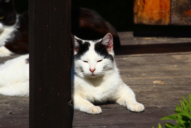 А вот и котовторник 24.05.2022