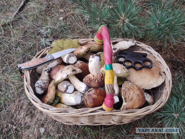Погулять, грибы-лисички