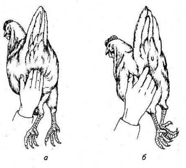 Свекровь подговаривает мужа сделать тест ДНК нашему сыну. Боюсь результата, так как есть грешок