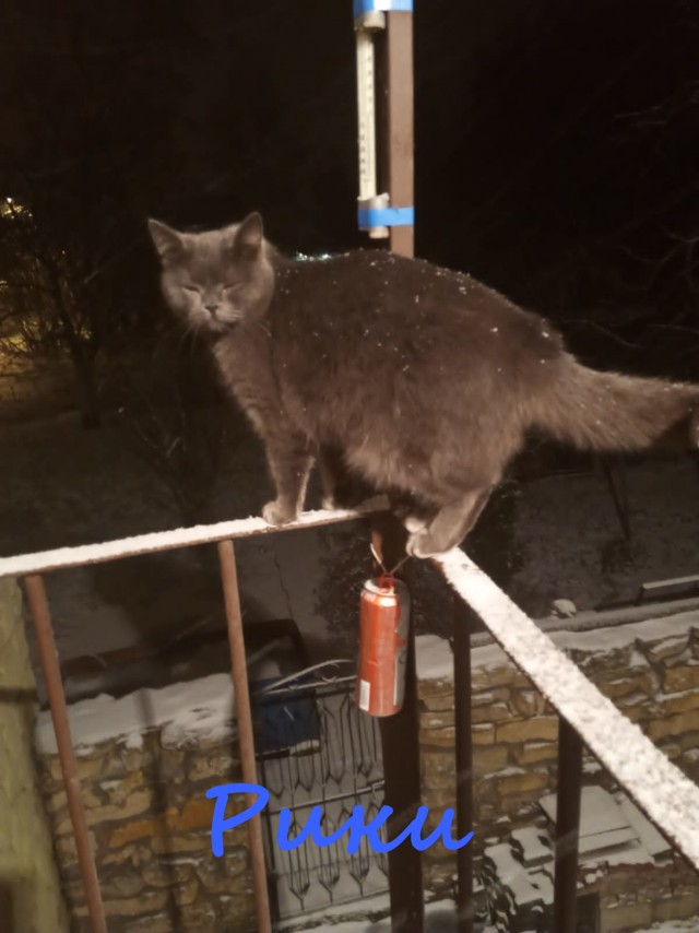 Жизнь домашнего приюта "Котоленд" 369