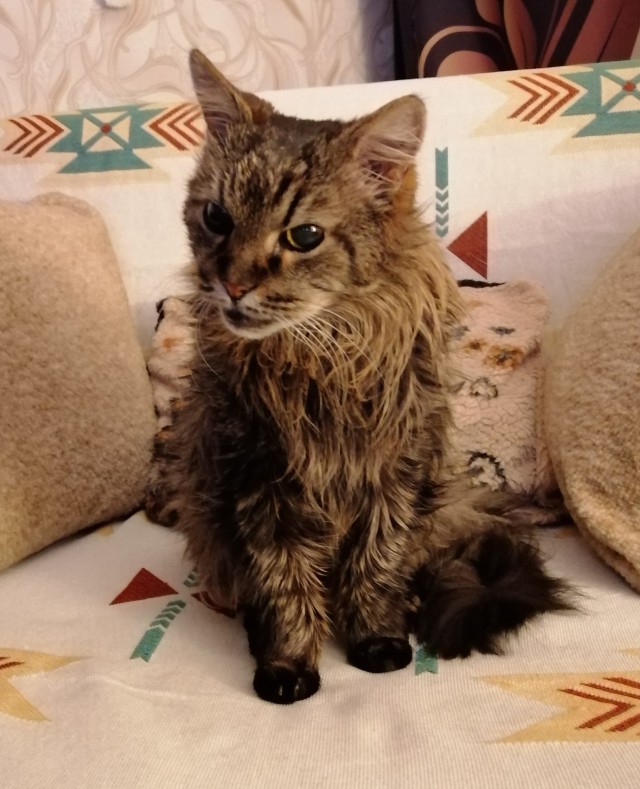Начинаем котовторник.