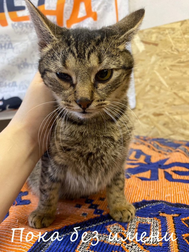 Жизнь домашнего приюта "Котоленд" 377