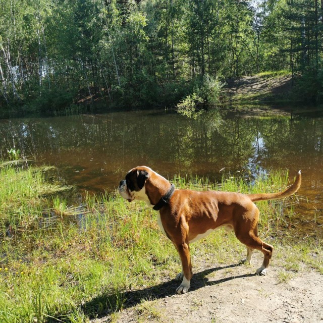 Собакочетверг