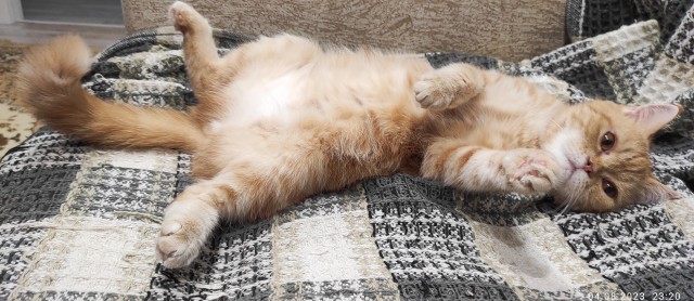 Котовторник Рыжих