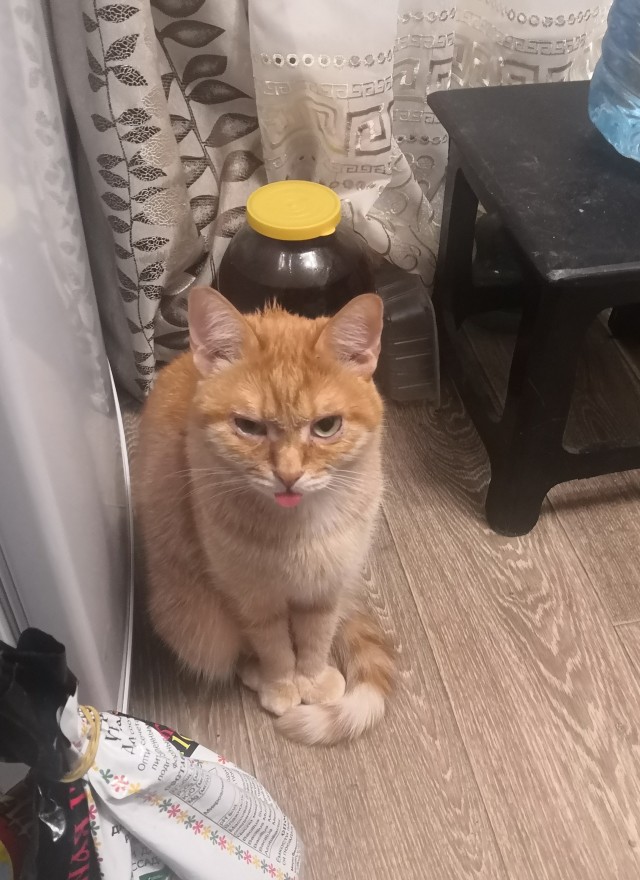 Котенок с приюта